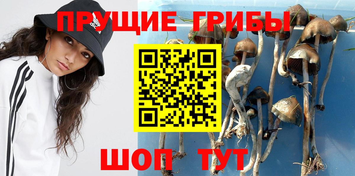 Псилоцибиновые грибы Psilocybine cubensis Орехово-Зуево